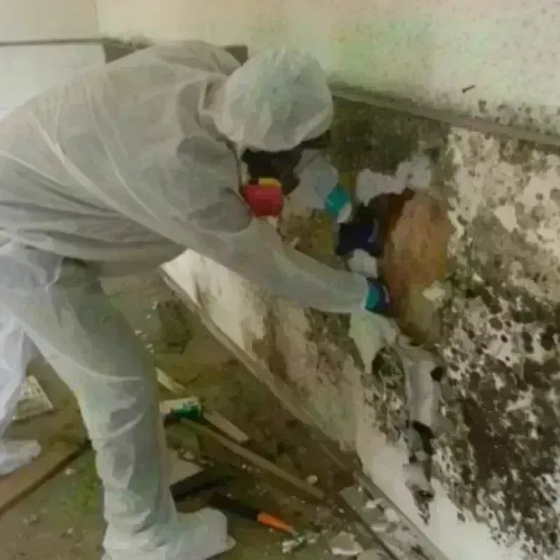 Mold Remediation and Removal in Port Dickinson, NY